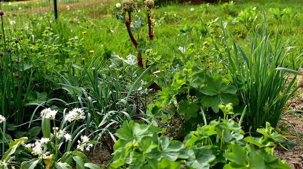 Companion Plants To Grow With Rhubarb