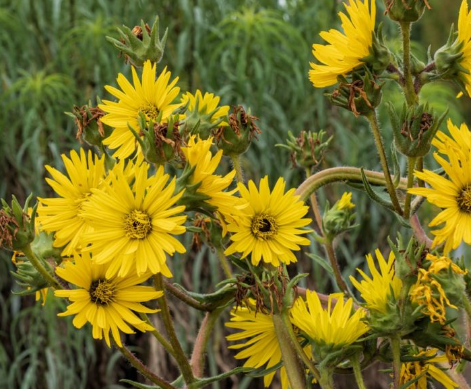 Compass plant