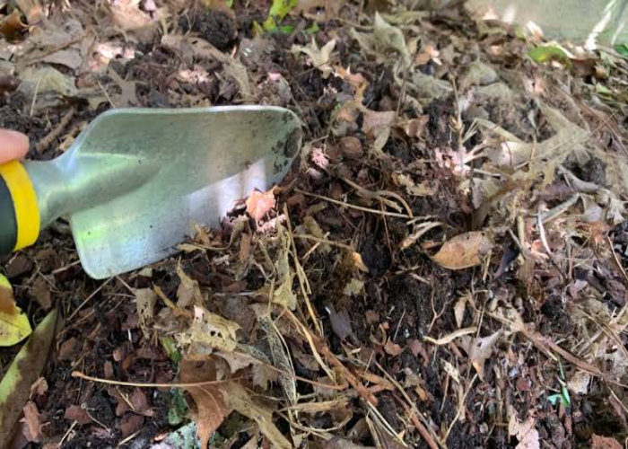 Composting the Plants