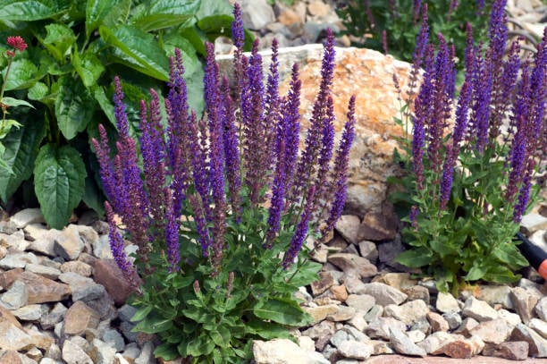 Conditions for Planting Salvia