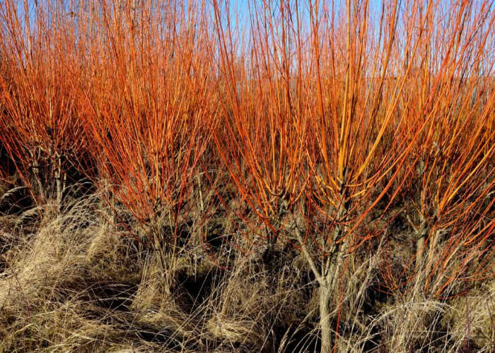 Coral Black Willow