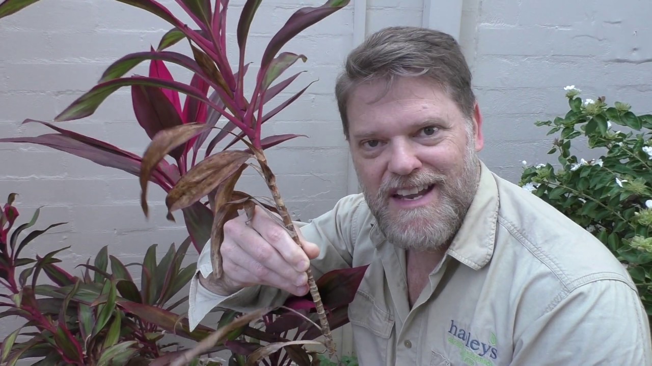 How to Keep Your Cordyline Plants Healthy: Growing Tips