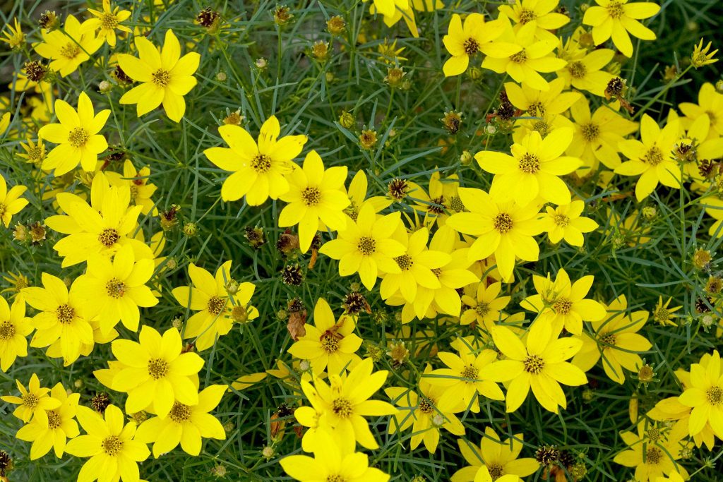 Coreopsis