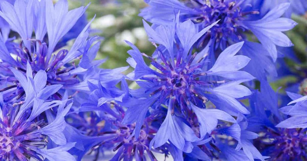 Cornflower Centaurea