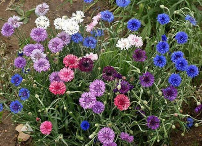 Cornflower Polka Dot Mixes Seeds