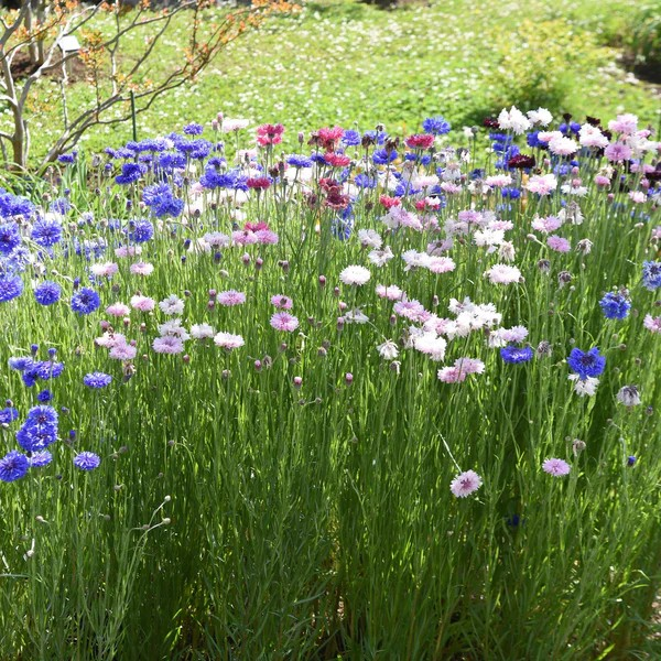 Cornflower Tall Mixed Seeds