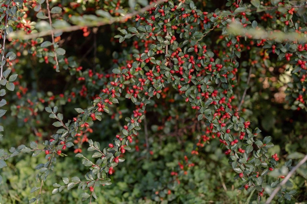 Cotoneaster