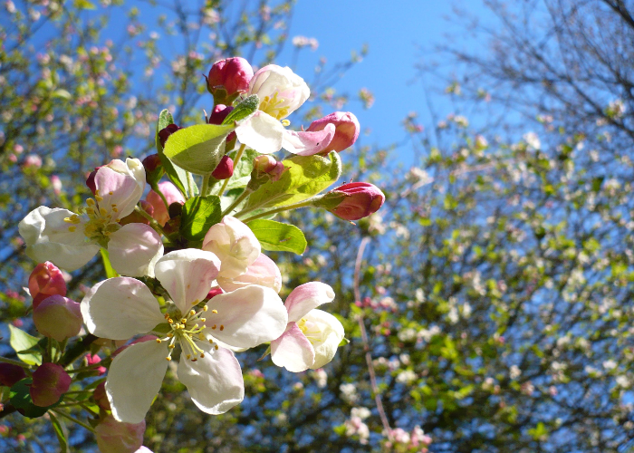 Crab Apple