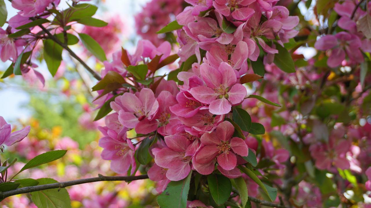 Crab Apple Tree Care & Growing Tips