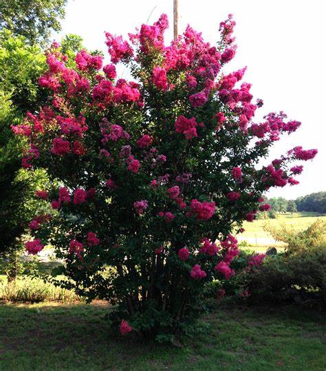 Crape Myrtle (Myrtus)