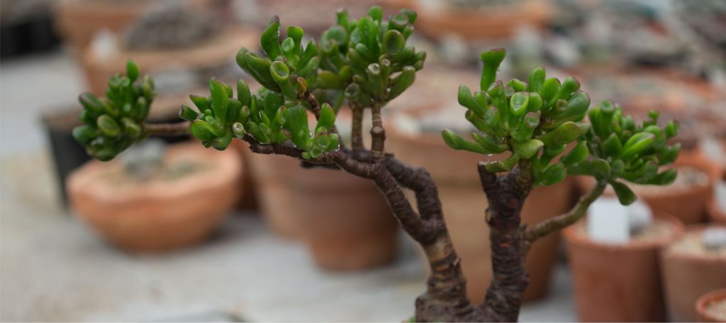 Crassula Ovata 'Money Plant' Care