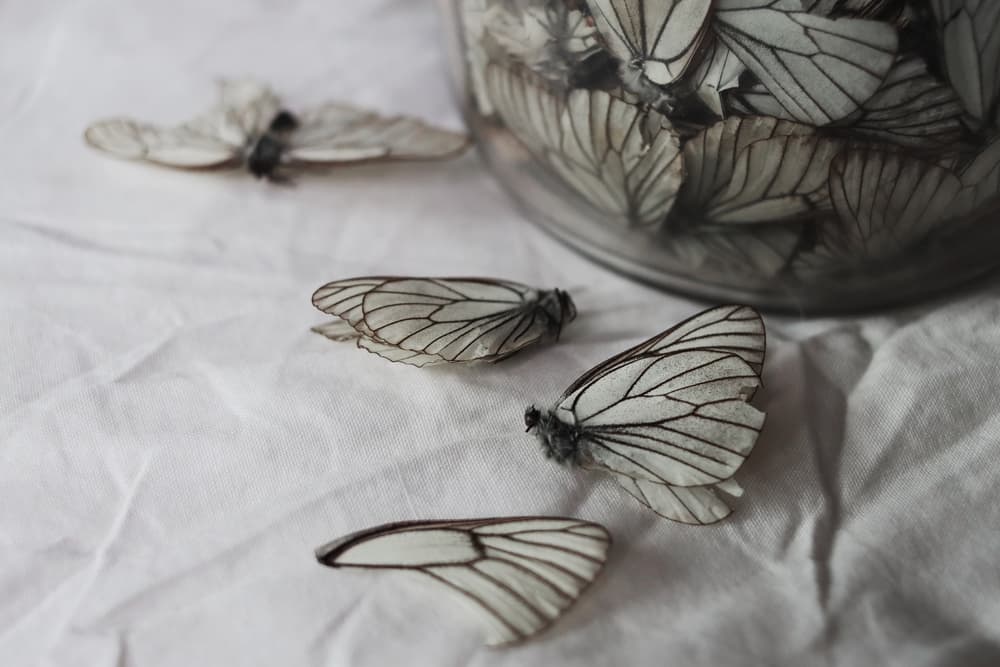 Create Decoy Butterflies