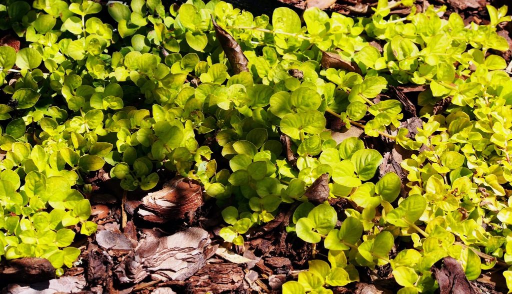 Creeping Jenny 'Moneywort' Care & Growing