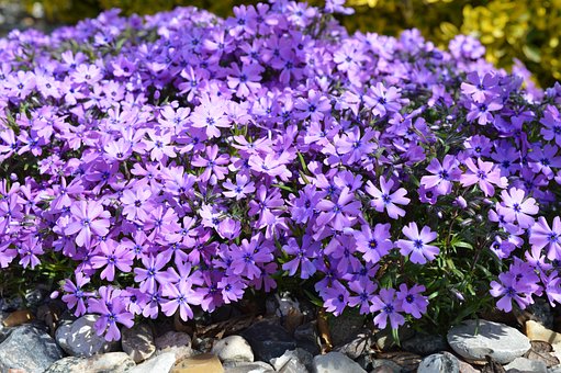 Creeping Phlox