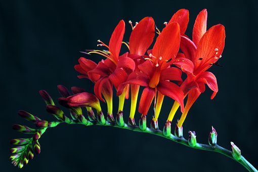 Crocosmia Might Not Flower in The First Year