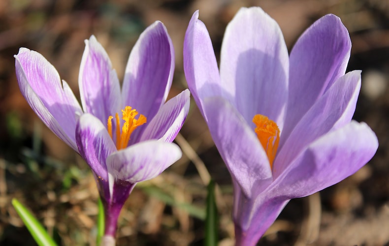 Crocus