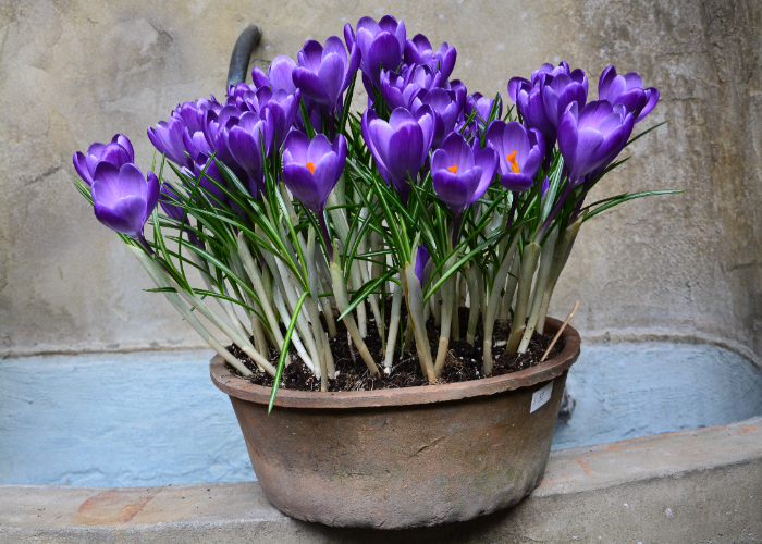 Crocuses