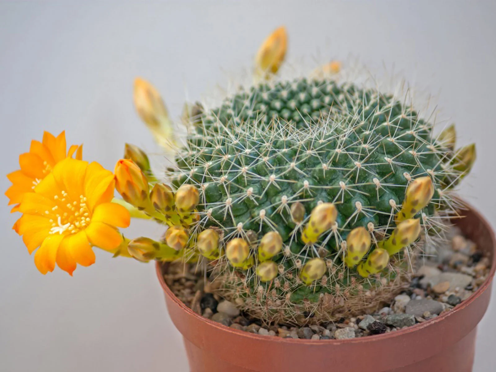 Crown Cactus .jpg