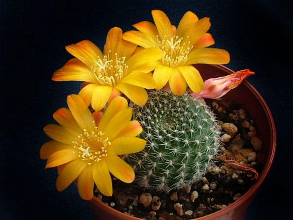 Crown Cactus