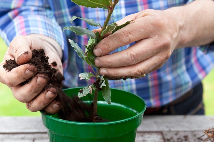 Cultivating and Planting Bay Tree