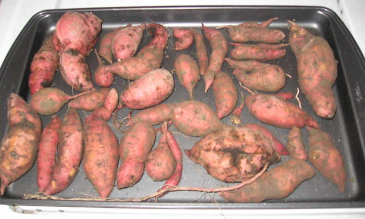 Curing the Sweet Potatoes