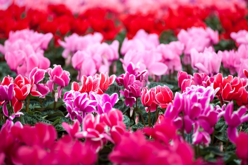 10 Essential Tips for Growing Beautiful Cyclamen Plants