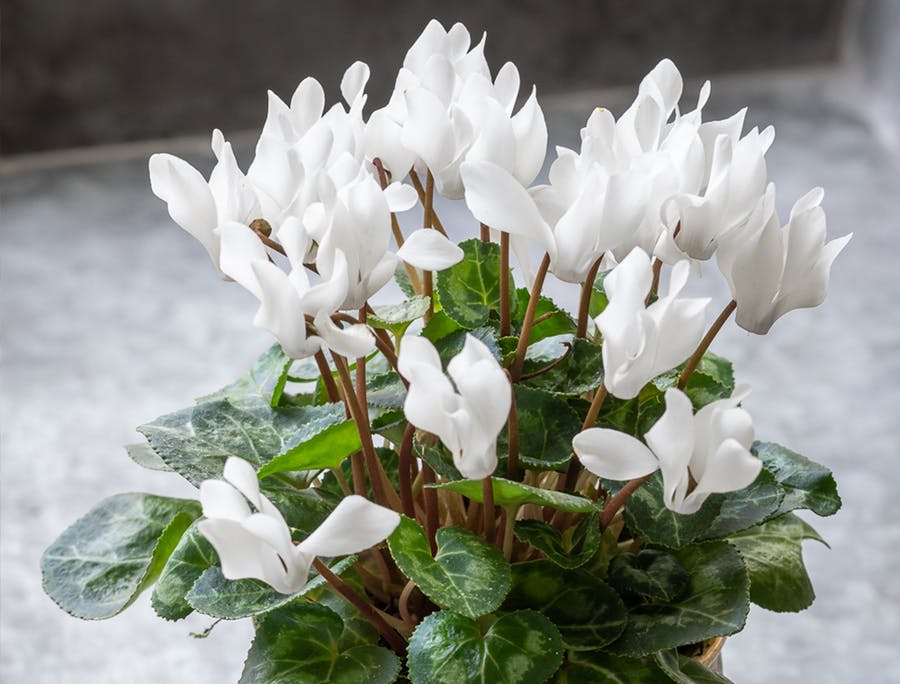 Cyclamen