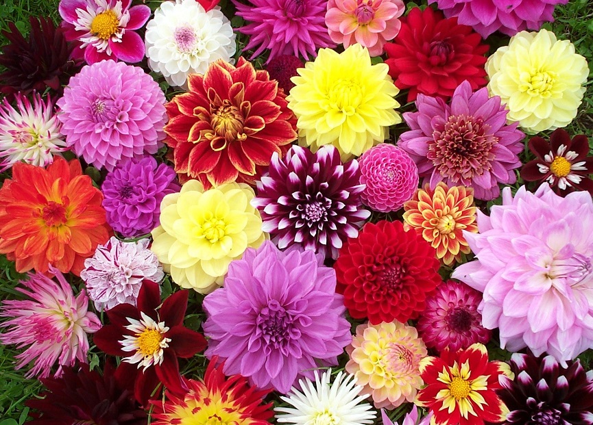 Dahlias