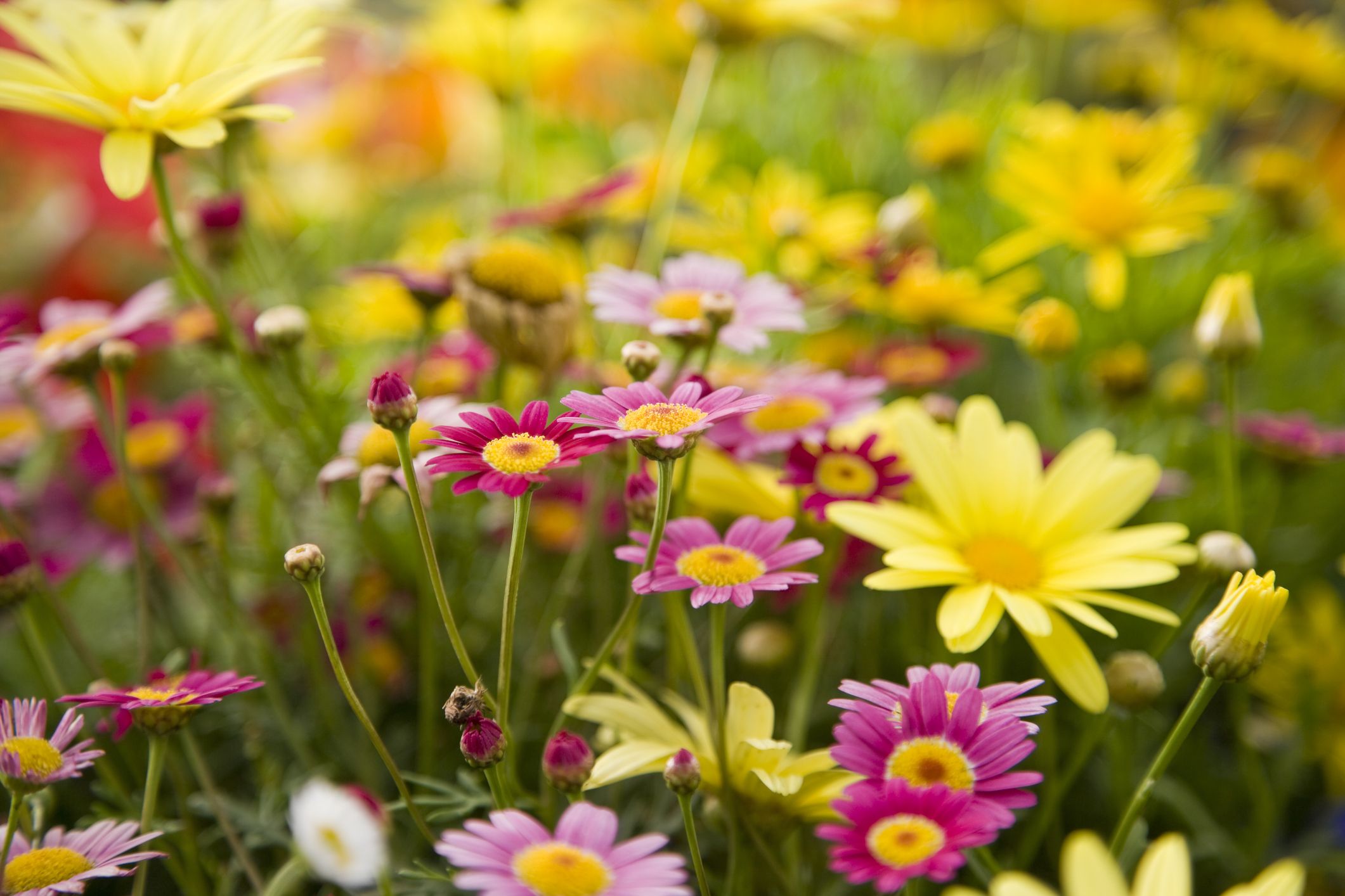 Daisy Flowers Greenery Shrubs Flower Garden