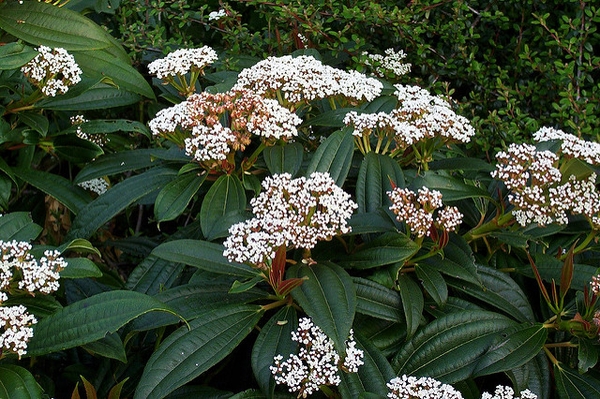 David Viburnum