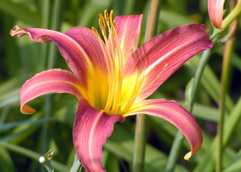 Daylily