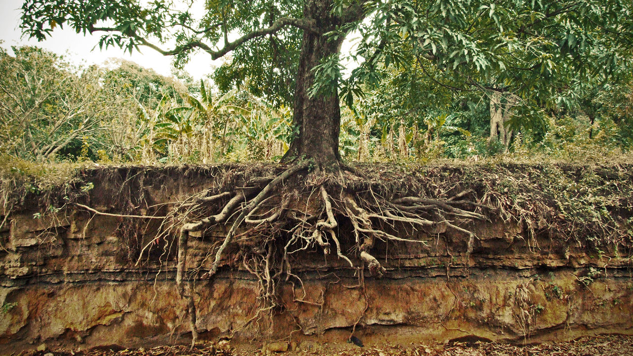 Deep Roots of The Curly Willows