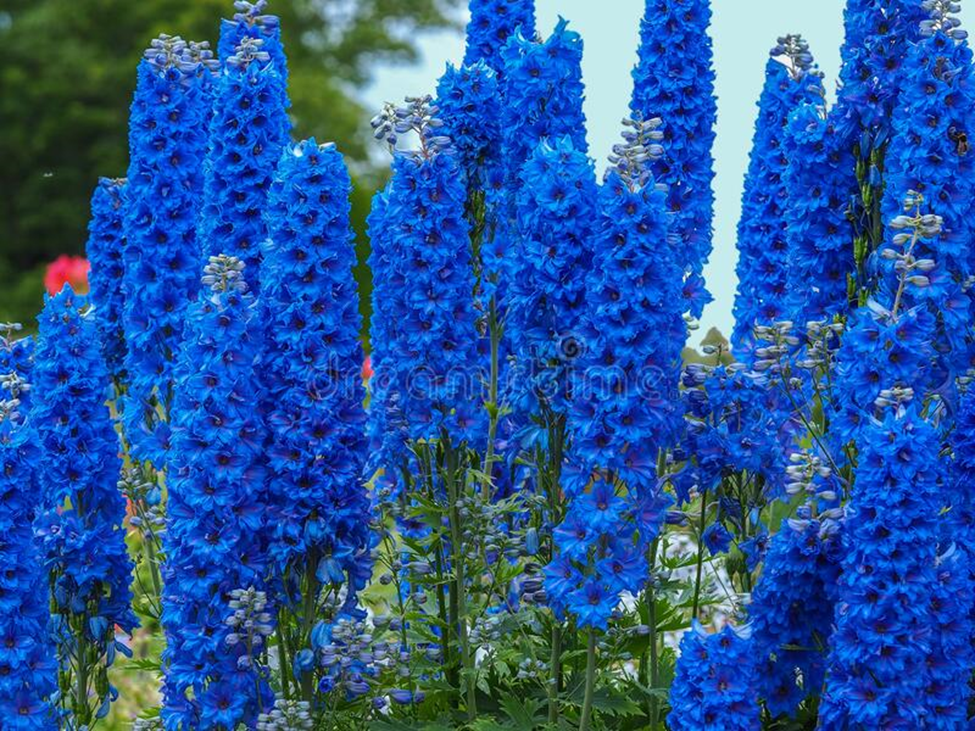 Delphinium