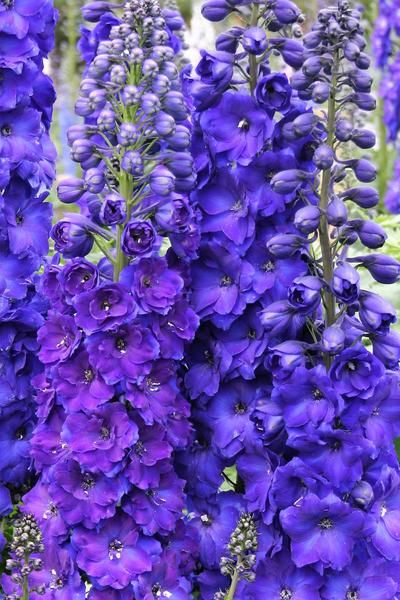 Delphinium Pagan Purples