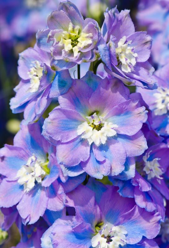 Delphinium Spindrift