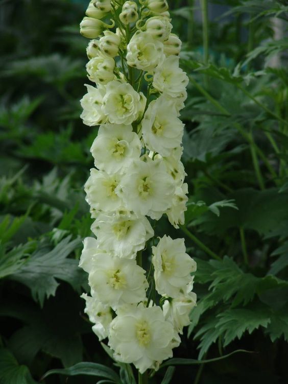 Delphinium Sungleam