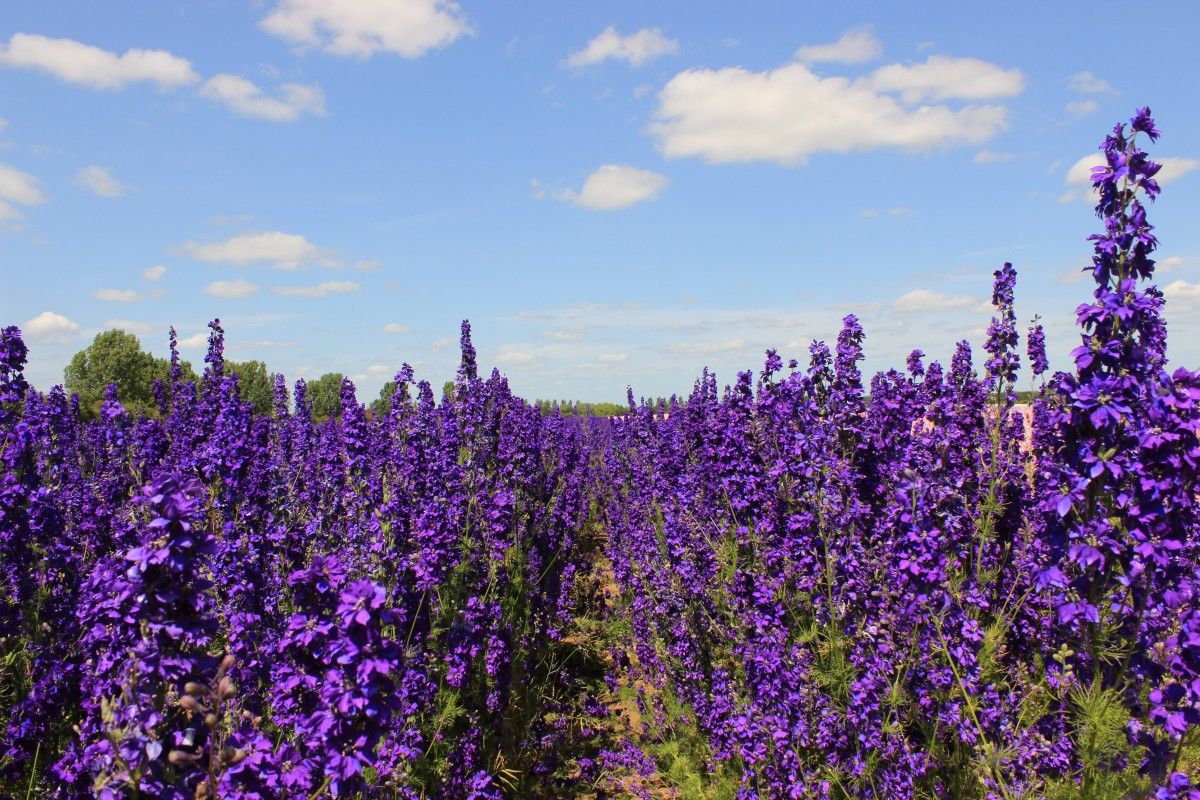 24 Types of Delphinium Varieties to Grow