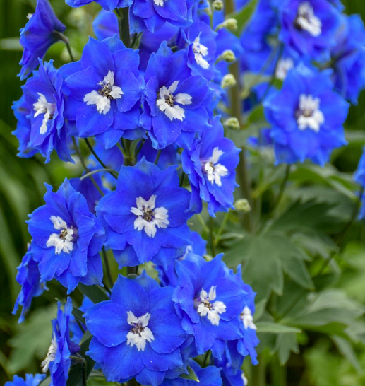 Delphinium.