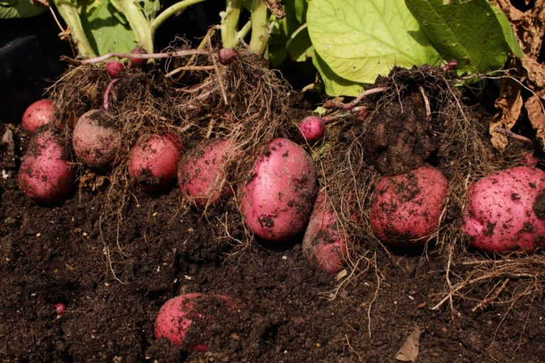 How To Care For And Harvest Desiree Potatoes Thearches