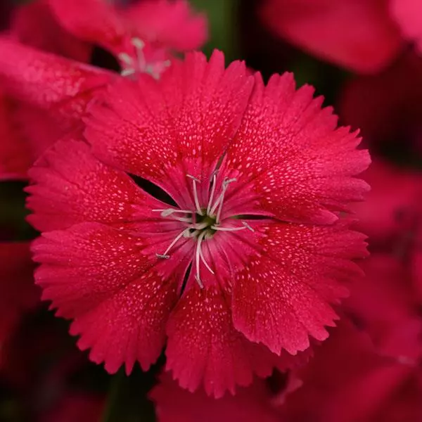 Dianthus Floral Lace Crimson