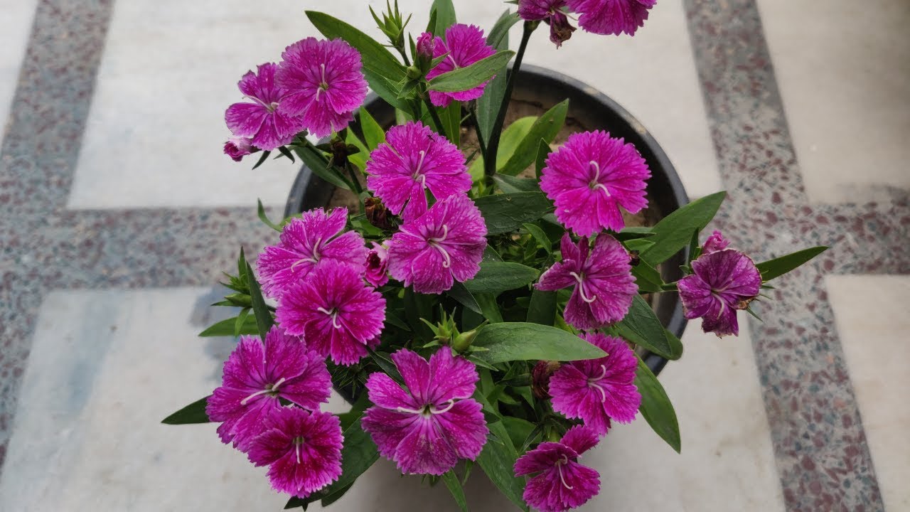 How to Properly Grow and Care for Your Dianthus ‘Pinks’ Plants