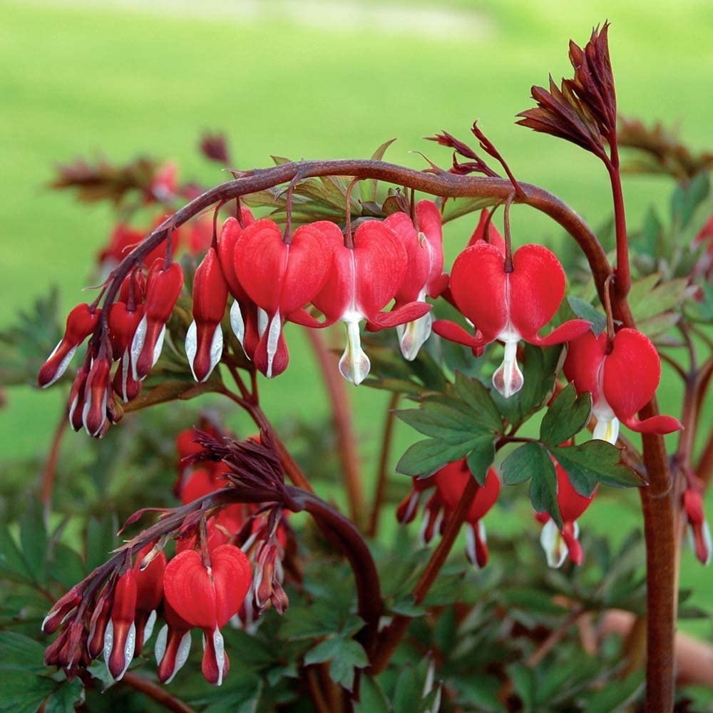 Dicentra Valentine