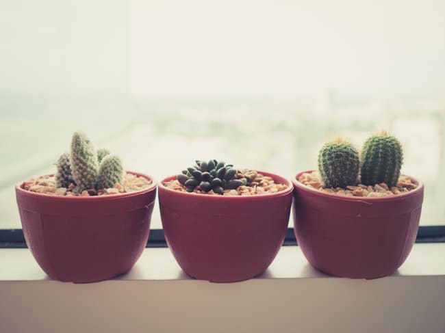 Difference Between Cacti and Succulents