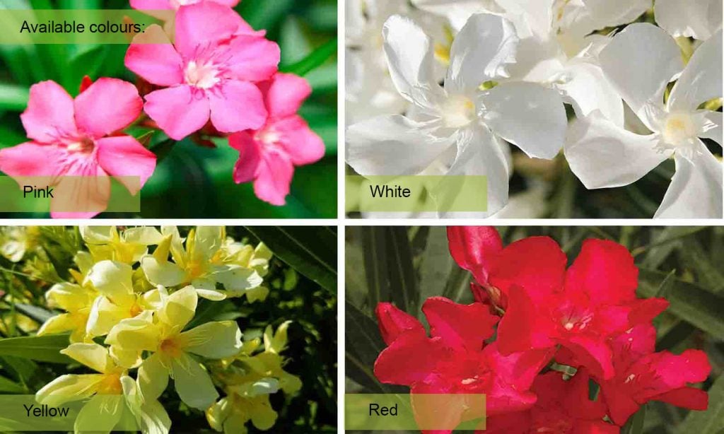 Different Varieties of Nerium Oleanders