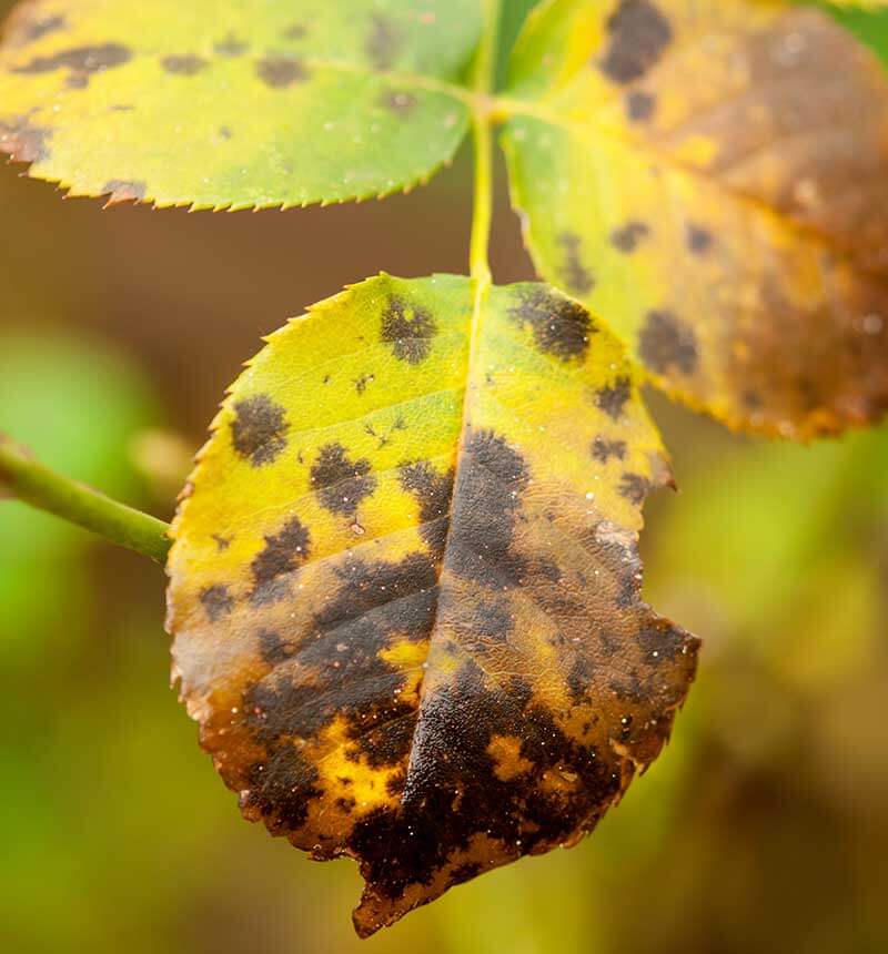 Does Overhead Watering Cause Black Spots on Roses