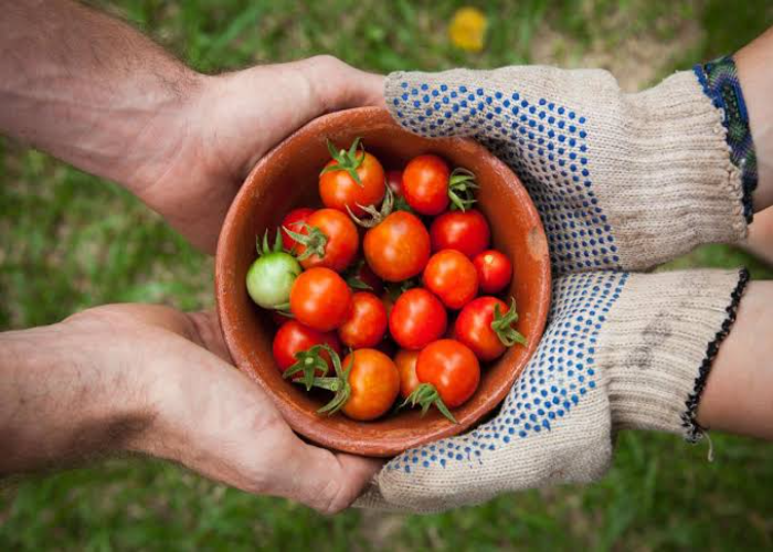 Donating Excess Produce