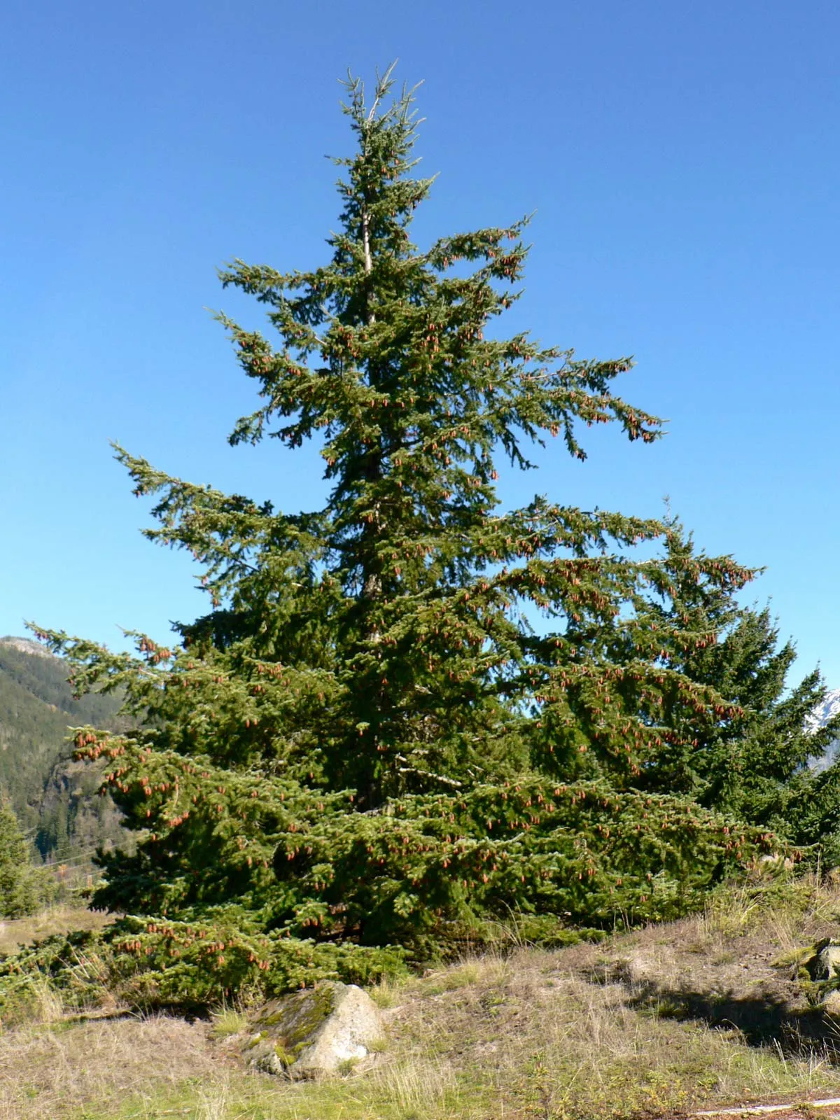 25 Most Popular Types of Pine Trees Grown in The UK - The Arches