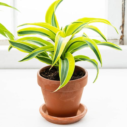 Dracaena Deremensis ‘ Lemon Surprise’