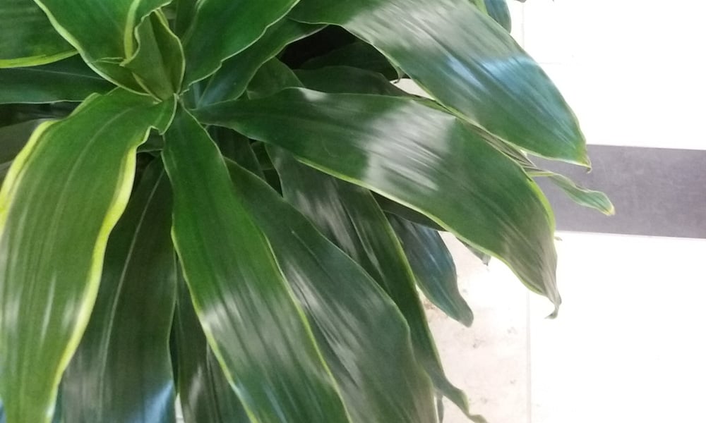 Dracaena Deremensis ‘Art Caman’