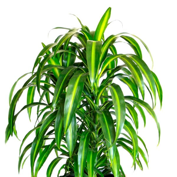 Dracaena Fragrans ‘Hawaiian Sunshine'